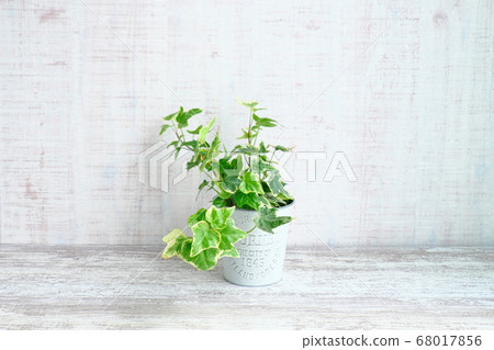 Simple image of a houseplant 68017856