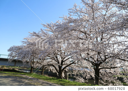 Sa玉縣蓮田市元首河沿岸的櫻花盛開 Sa玉縣蓮田市元首河沿岸的櫻花盛開 68017928