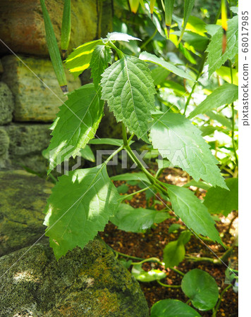 Patchouli Patchouli 68017985