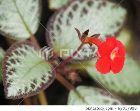 Episkia Episkia 68017986
