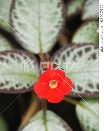 Episukia Episukia 68017995