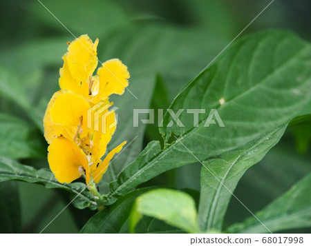 Pakistakis Lutea 68017998