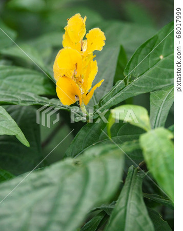 Pakistakis Lutea 68017999