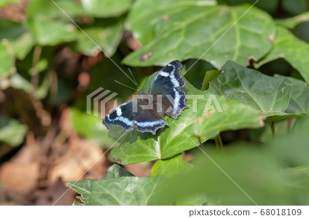 Ruritateja Ruritateja 68018109