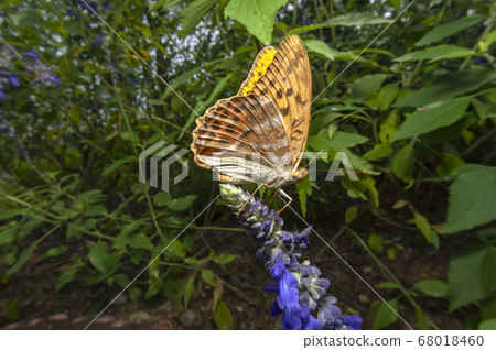 Midori Hyouton 68018460