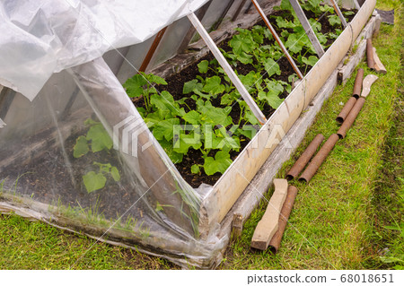 Greenhouse with farm-growing chemical free cucumbers 68018651