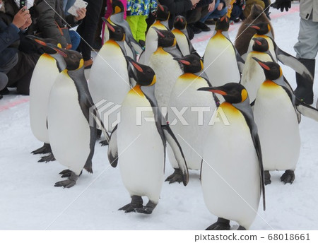 旭山動物園企鵝雪漫步 旭山動物園企鵝雪漫步 68018661
