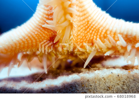 Starfish underwater close-up view Starfish underwater close-up view 68018968