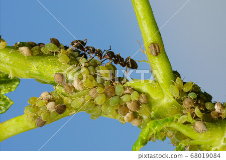 Colony of aphids and ants on garden plants 68019084