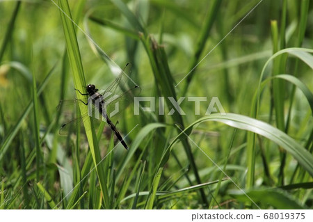 Dragonfly that stops on the leaf Dragonfly that stops on the leaf 68019375