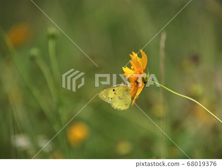 Monkey Butterfly sucking the honey of flowers Monkey Butterfly sucking the honey of flowers 68019376