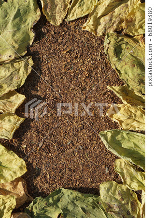 Frame of Tobacco Yellow and dry leaf on dry cut Frame of Tobacco Yellow and dry leaf on dry cut 68019380