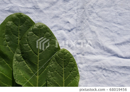 Flat lay of Tobacco green leaf on white rustic Flat lay of Tobacco green leaf on white rustic 68019456
