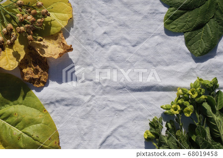 Flat lay of Tobacco green and yellow leaf and Flat lay of Tobacco green and yellow leaf and 68019458