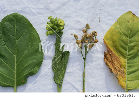 Flat lay of Tobacco green and yellow leaf and Flat lay of Tobacco green and yellow leaf and 68019613