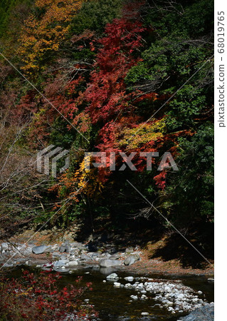 Autumn leaves 68019765