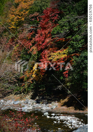 秋天的樹葉 68019766