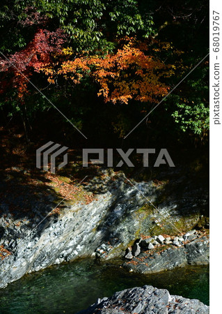 秋天的樹葉 68019767