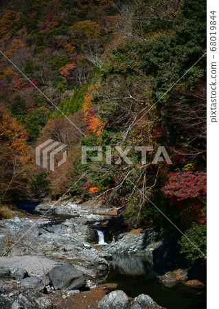 Autumn leaves Autumn leaves 68019844