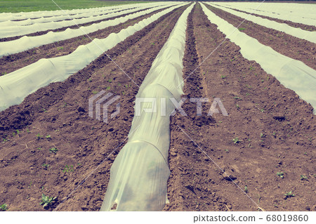 plastic film on the ground, low greenhouses for 68019860