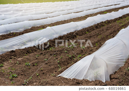 low greenhouses close-up, growing early vegetables 68019861