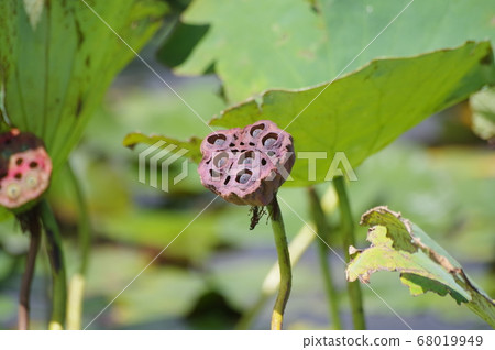 蓮子成熟 68019949