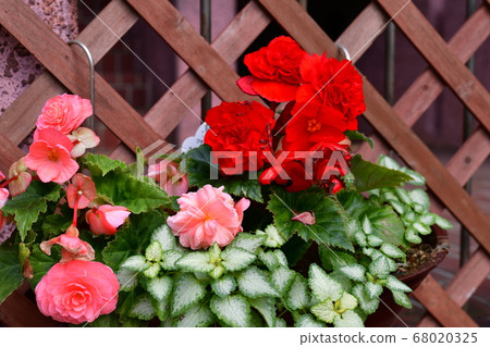 紅花 紅花 68020325