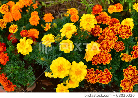 黃花 黃花 68020326