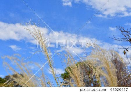 芒草 68020457
