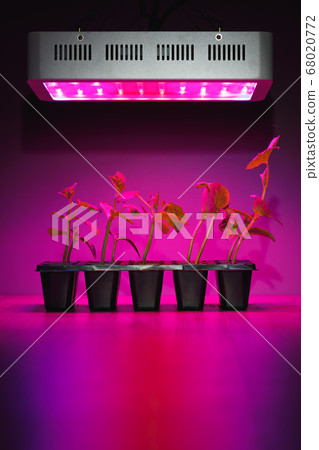 cucumber sprouts under led light grow lamp 68020772