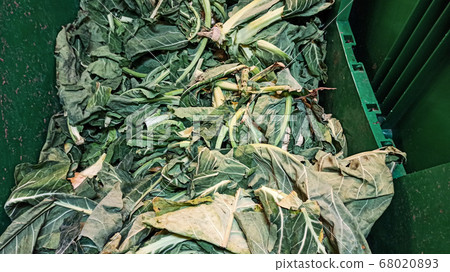 Big, organic and fresh Cabbages at the green basket in the vegetable store in Istanbul, Turkey Big, organic and fresh Cabbages at the green basket in the vegetable store in Istanbul, Turkey 68020893