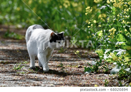 Rape blossoms and cats Rape blossoms and cats 68020894