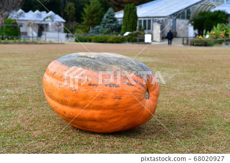 南瓜 68020927