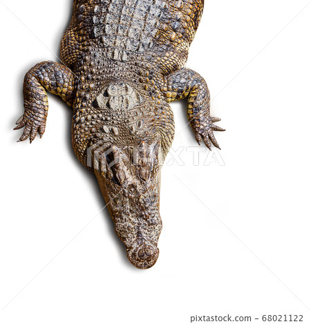 Crocodile isolated Crocodile isolated 68021122