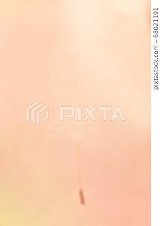 一種可愛的蒲公英絨毛，帶有鬆散的散景抽象和蓬鬆的背景圖像 68021191