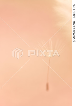 一種可愛的蒲公英絨毛，帶有鬆散的散景抽象和蓬鬆的背景圖像 68021192