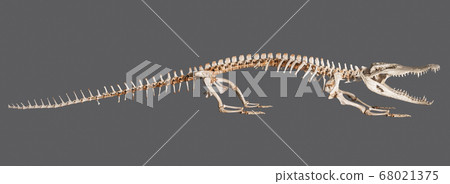 Crocodile skeleton isolated 68021375