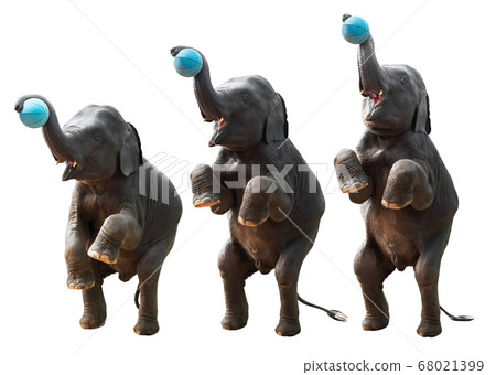 Asian elephant shooting basketball 68021399