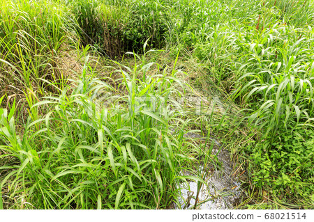 Unexplored marshland (ferns) in the Kanto region, where nature remains precious even in Japan 68021514
