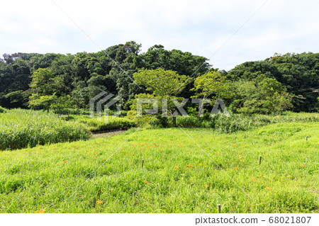 雨季後的草地Koamishiro no Mori 68021807