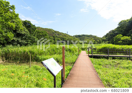 Meadow after the rainy season Koamishiro no Mori Meadow after the rainy season Koamishiro no Mori 68021809