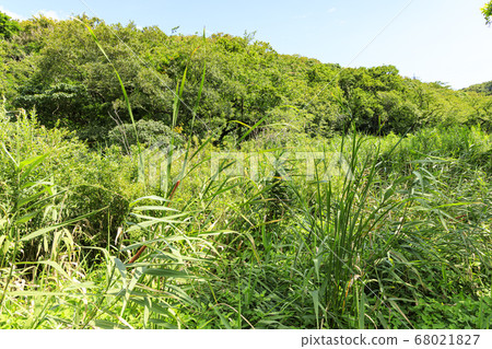 Meadow after the rainy season Koamishiro no Mori Meadow after the rainy season Koamishiro no Mori 68021827