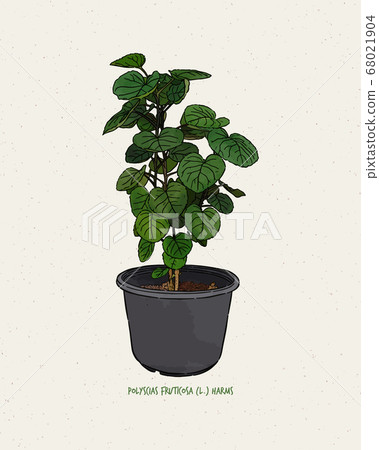 Polyscias fruticosa (L.) Harms. Polyscias 68021904