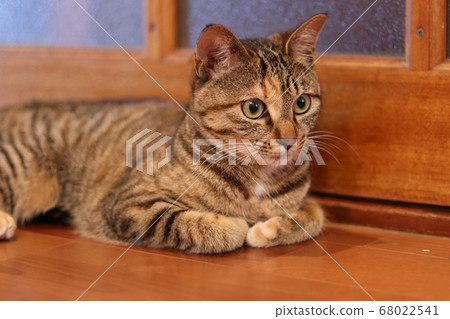 Cat lying on the floor and watching something Cat lying on the floor and watching something 68022541