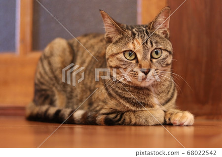 Cat lying on the floor and watching something 68022542