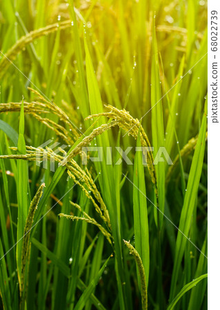 Rice fields 68022739