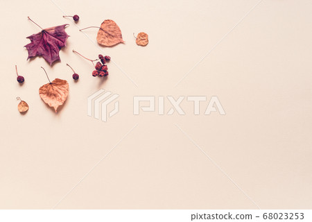 Autumn pastel background made of leaves, berries and cones. 68023253