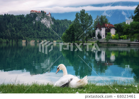 Swan Lake (Bled Lake, Slovenia) Swan Lake (Bled Lake, Slovenia) 68023461