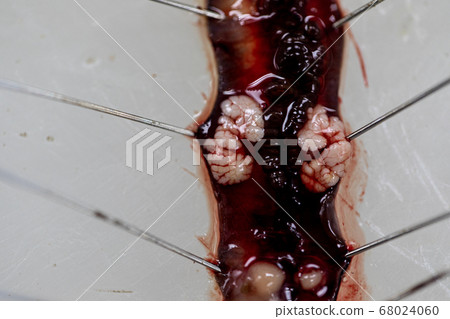 Sample study earthworm in laboratory. Sample study earthworm in laboratory. 68024060
