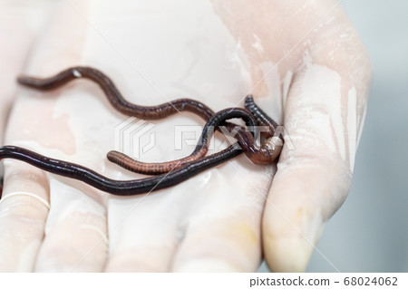 Sample study earthworm in laboratory. Sample study earthworm in laboratory. 68024062